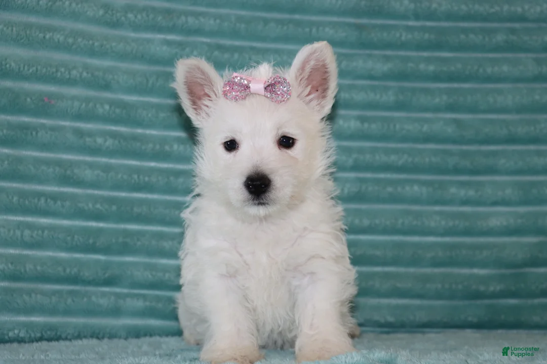 West Highland Terrier dogs for sale: Skye - Ad 1