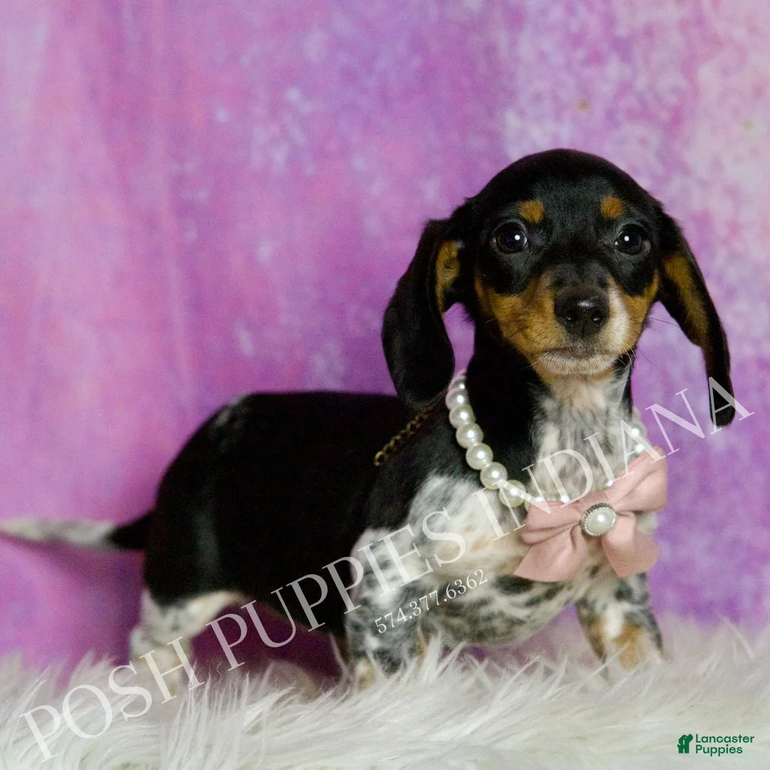 Miniature Dachshund dogs for sale: Dottie - Ad 5