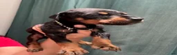 Doberman Pinscher dogs for sale: Black Collar Male - Ad 3