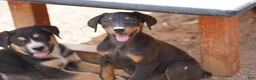 Doberman Pinscher dogs for sale: Milhouse - Ad 7