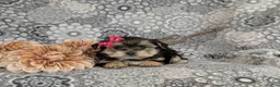 Morkie dogs for sale: Bella 7 lbs Full Grown - Ad 6