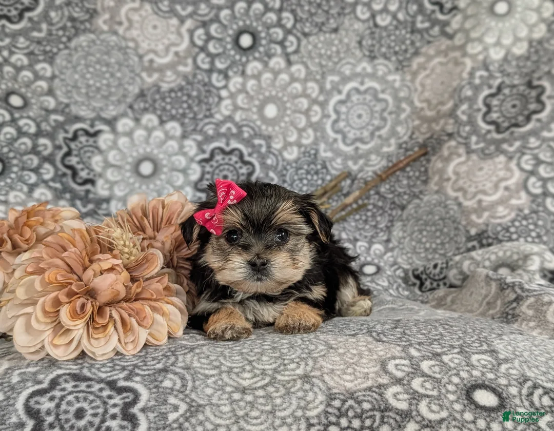Morkie dogs for sale: Bella 7 lbs Full Grown - Ad 6