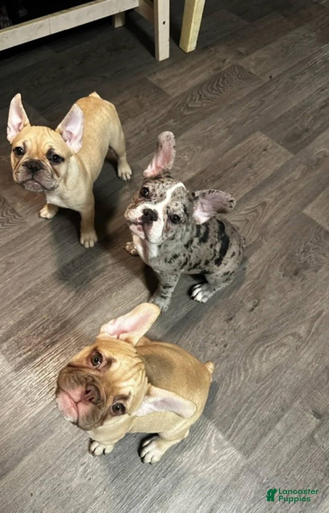 French Bulldog dogs for sale: Red - Ad 2