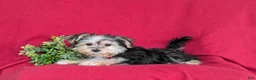 Morkie dogs for sale: Randall 6 lbs Full Grown - Ad 5