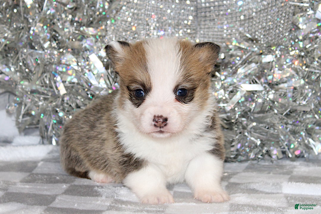 Welsh Corgi Pembroke dogs for sale: Sophie OFA Parents - Ad 5