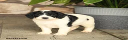 Double Doodle dogs for sale: Bandit - Ad 3