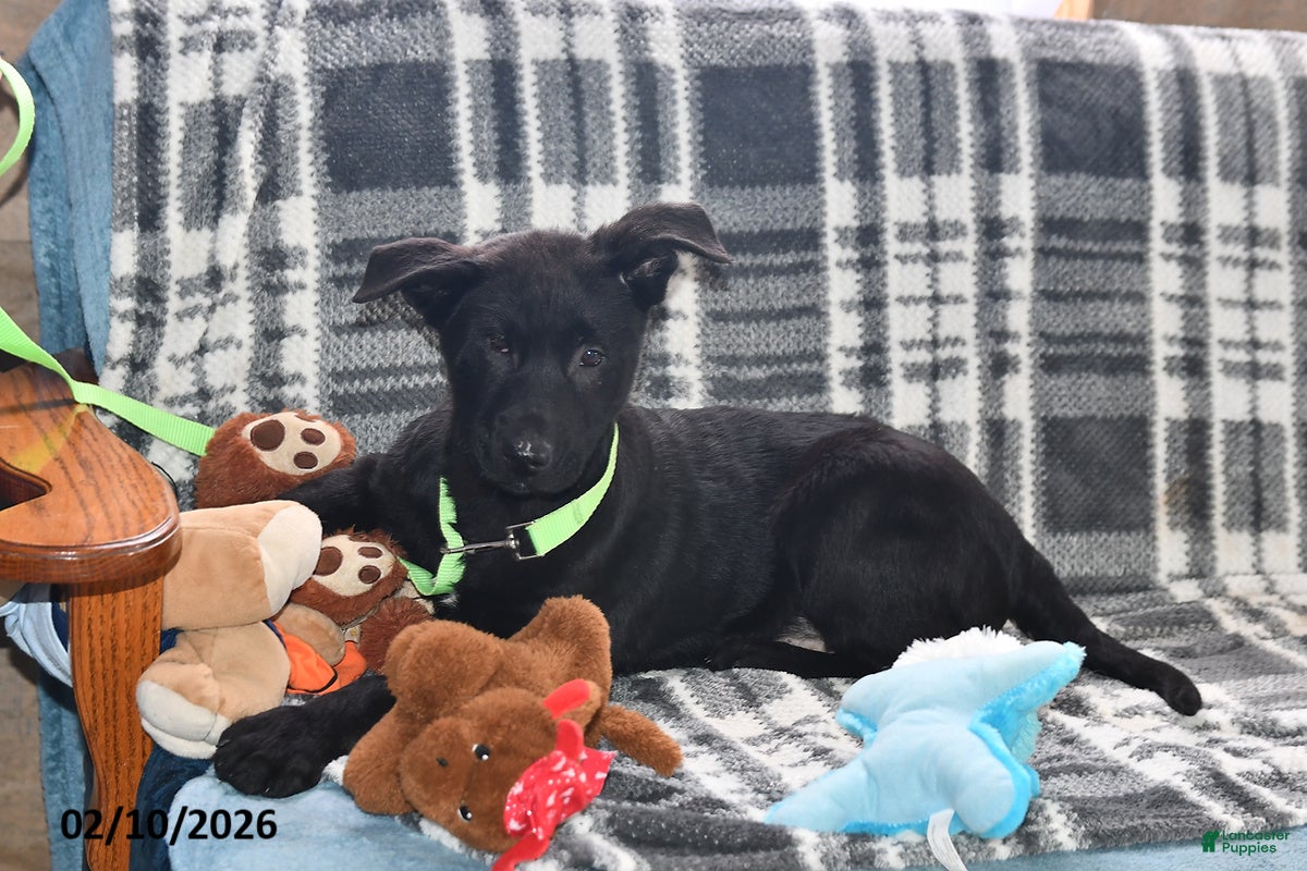 Belgian Malinois dogs Chase - Ad 2