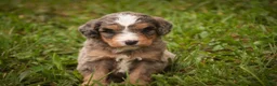 Mini Bernedoodle dogs for sale: Barley F1 Mini Bernedoodle  - Ad 3