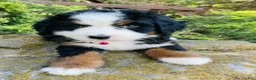 Bernedoodle dogs for sale: Peach Bellini - ultra Bernedoodle  - Ad 9