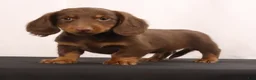 Dachshund dogs for sale: Hank  - Ad 3