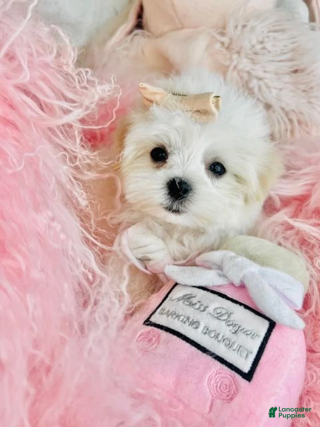 Maltese dogs for sale: Maltese Puppy 1 - Ad 1