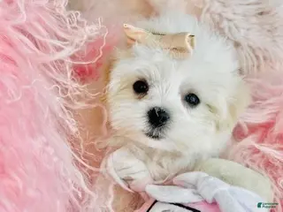 Maltese dogs Maltese Puppy 1 - Ad 12