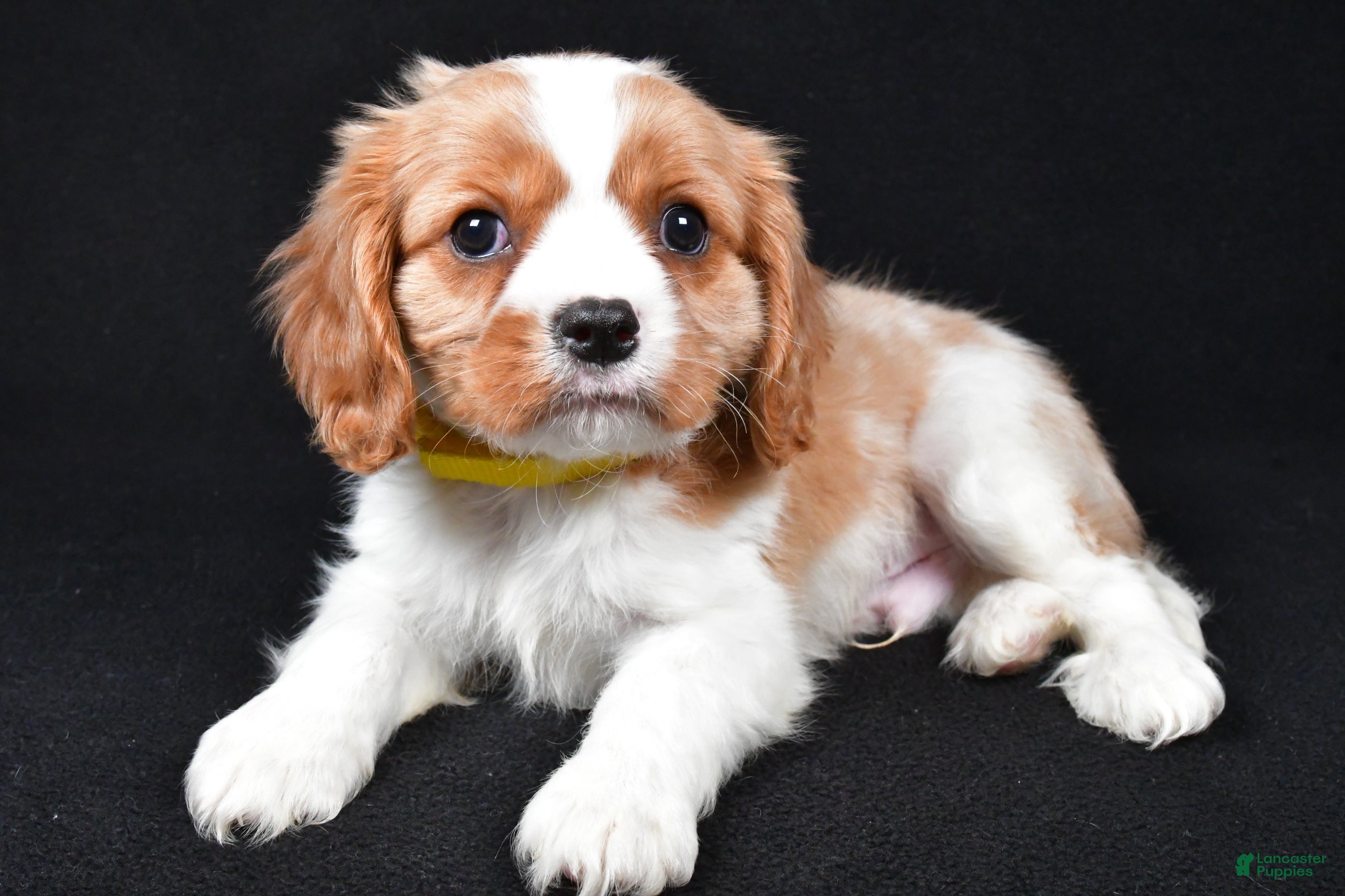 Cavalier King Charles Spaniel dogs Travis - Ad 1