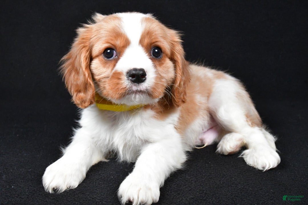 Cavalier King Charles Spaniel dogs for sale: Travis - Ad 8