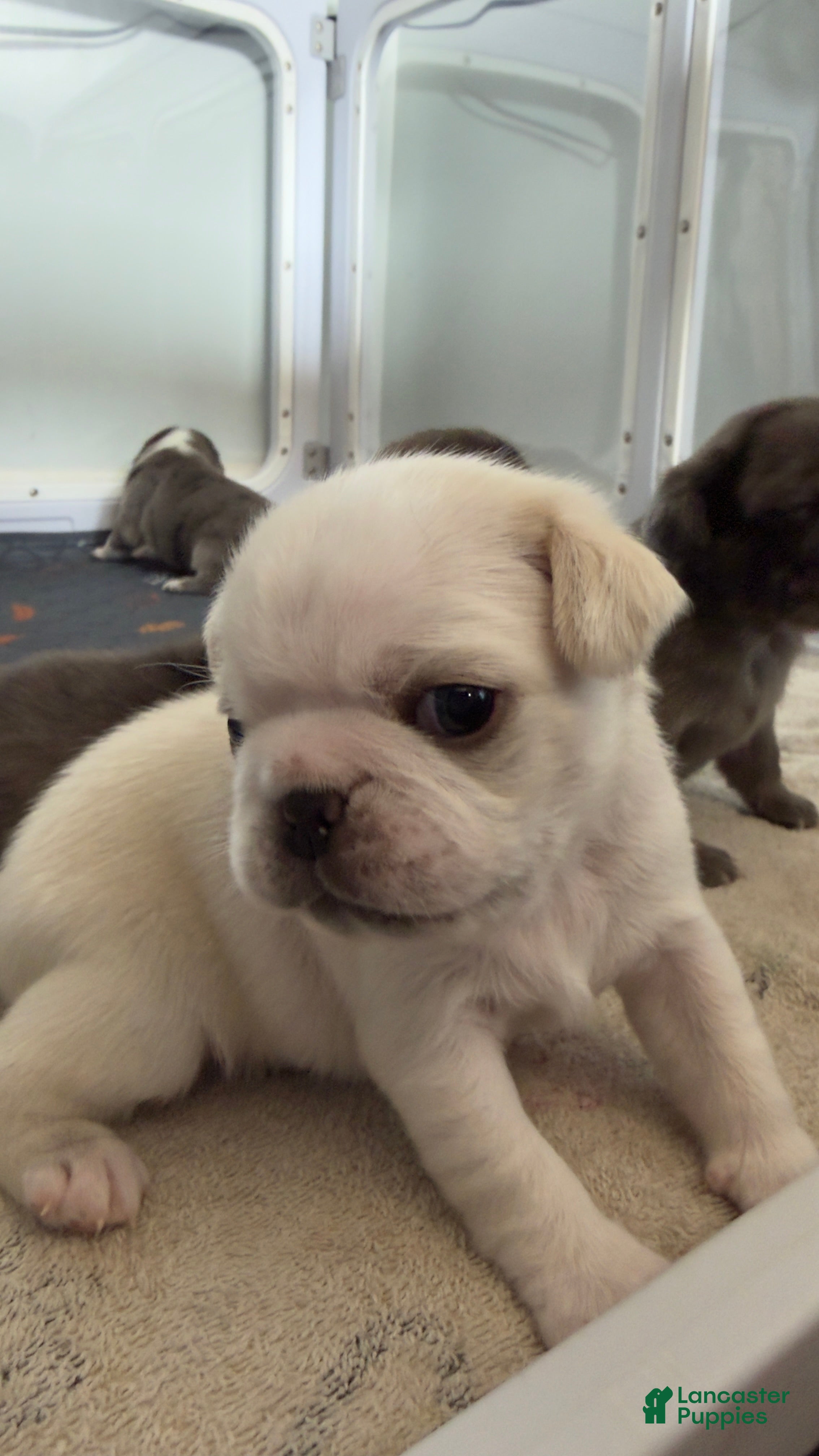 Pug dogs cookie dough - Ad 1