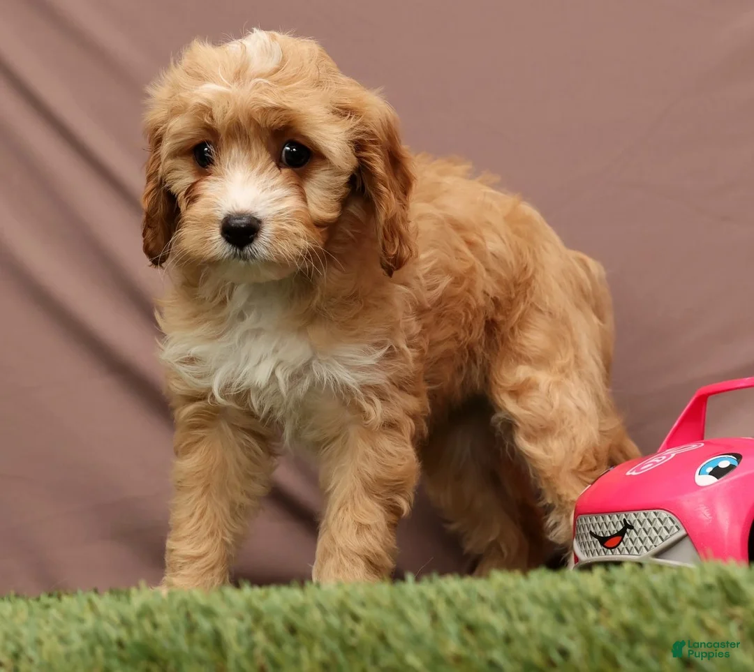 Cavapoo dogs for sale: Lisa - Ad 4