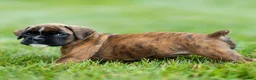 Boxer dogs for sale: Lori Boxer Puppy  - Ad 9