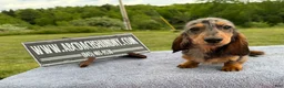 Miniature Dachshund dogs for sale: AKC Show Dapple- Russian - Ad 6