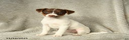 Jack Russell Terrier dogs for sale: Gypsy - Ad 2