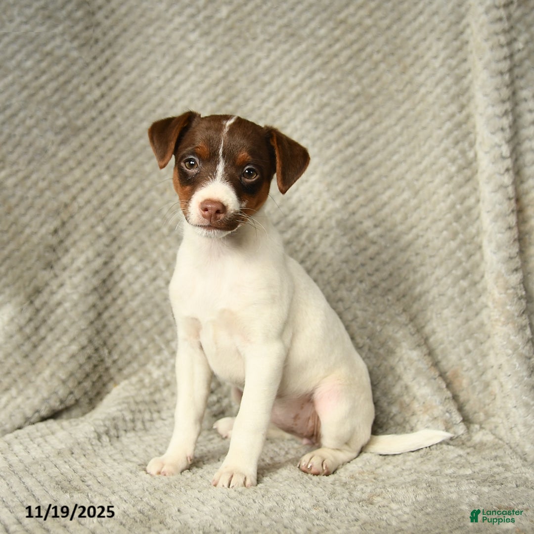 Jack Russell Terrier dogs for sale: Gypsy - Ad 2