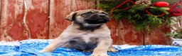 English Mastiff dogs for sale: Zack - Ad 4