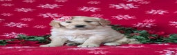 Golden Retriever dogs for sale: Cassie - Ad 1