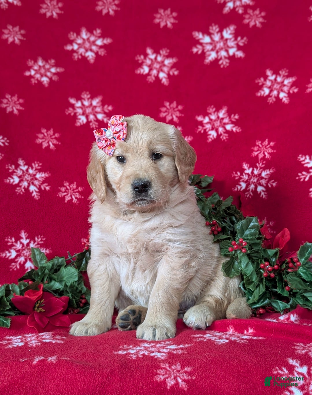 Golden Retriever dogs for sale: Cassie - Ad 1