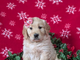 Golden Retriever dogs Cassie - Ad 32
