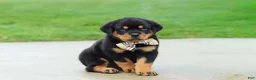 Rottweiler dogs for sale: Diesel - Ad 5