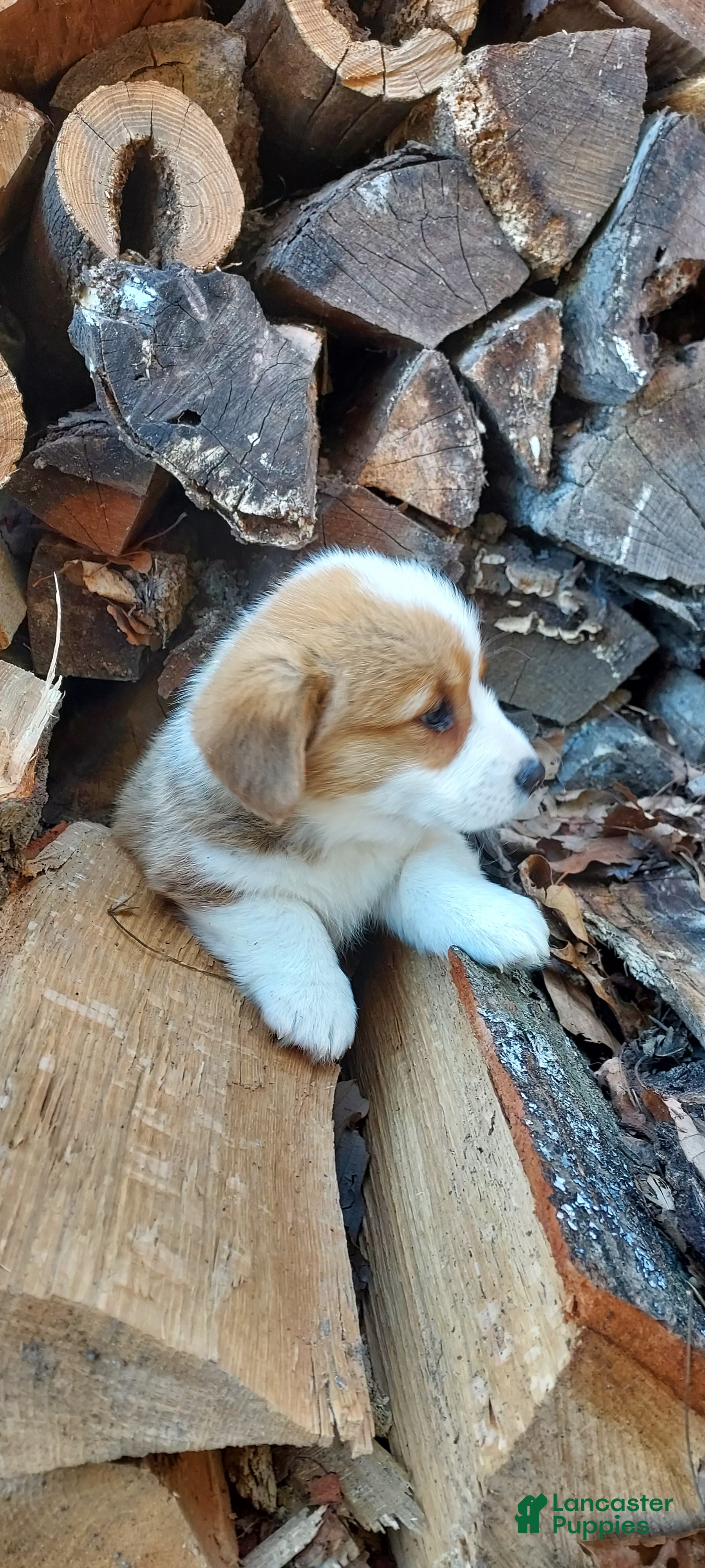 Welsh Corgi Pembroke dogs Welsh Corgi Pembroke Puppy 7 - Ad 2