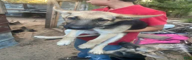 German Shepherd 7