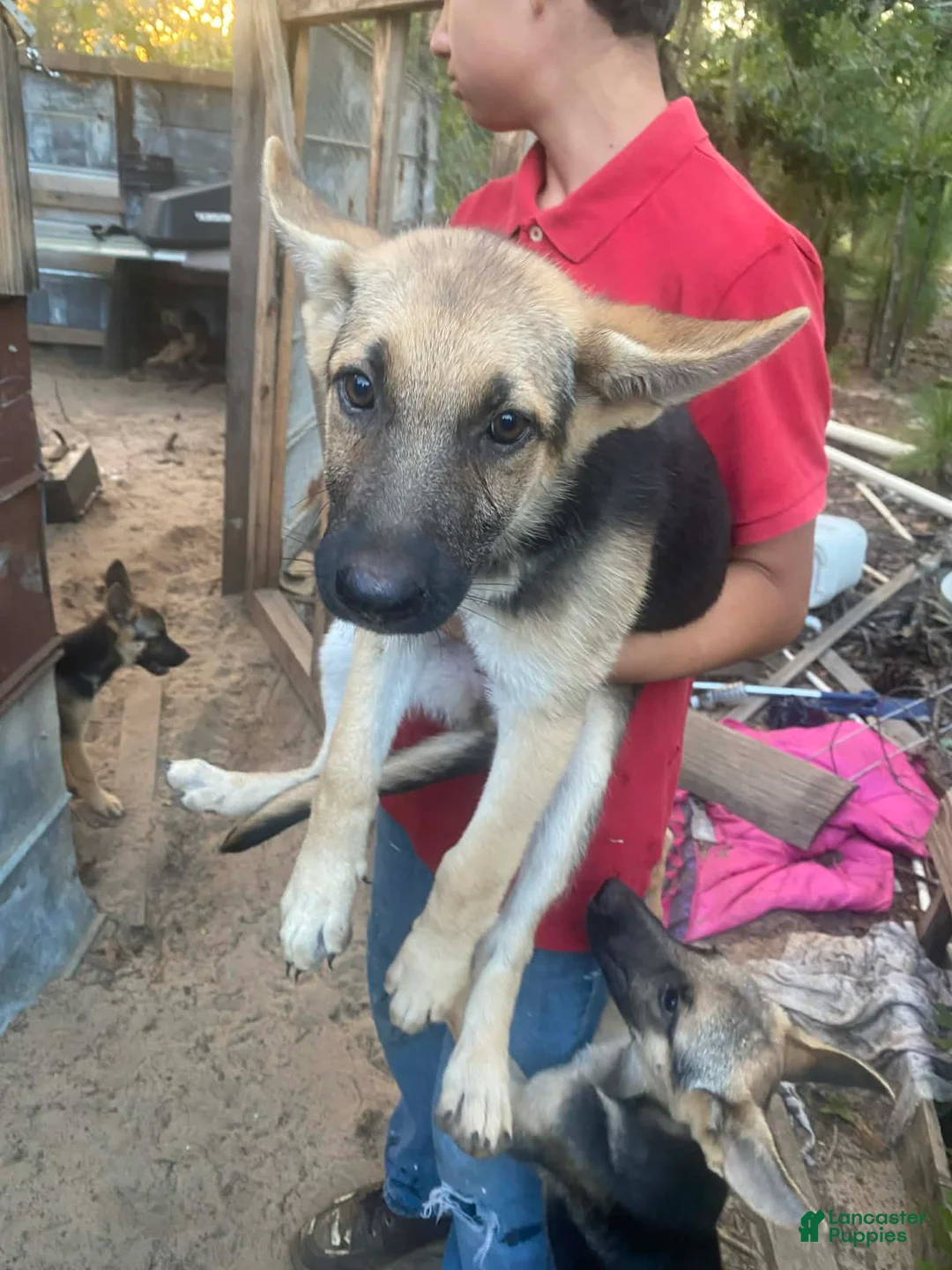 German Shepherd dogs for sale: German Shepherd 7 - Ad 1