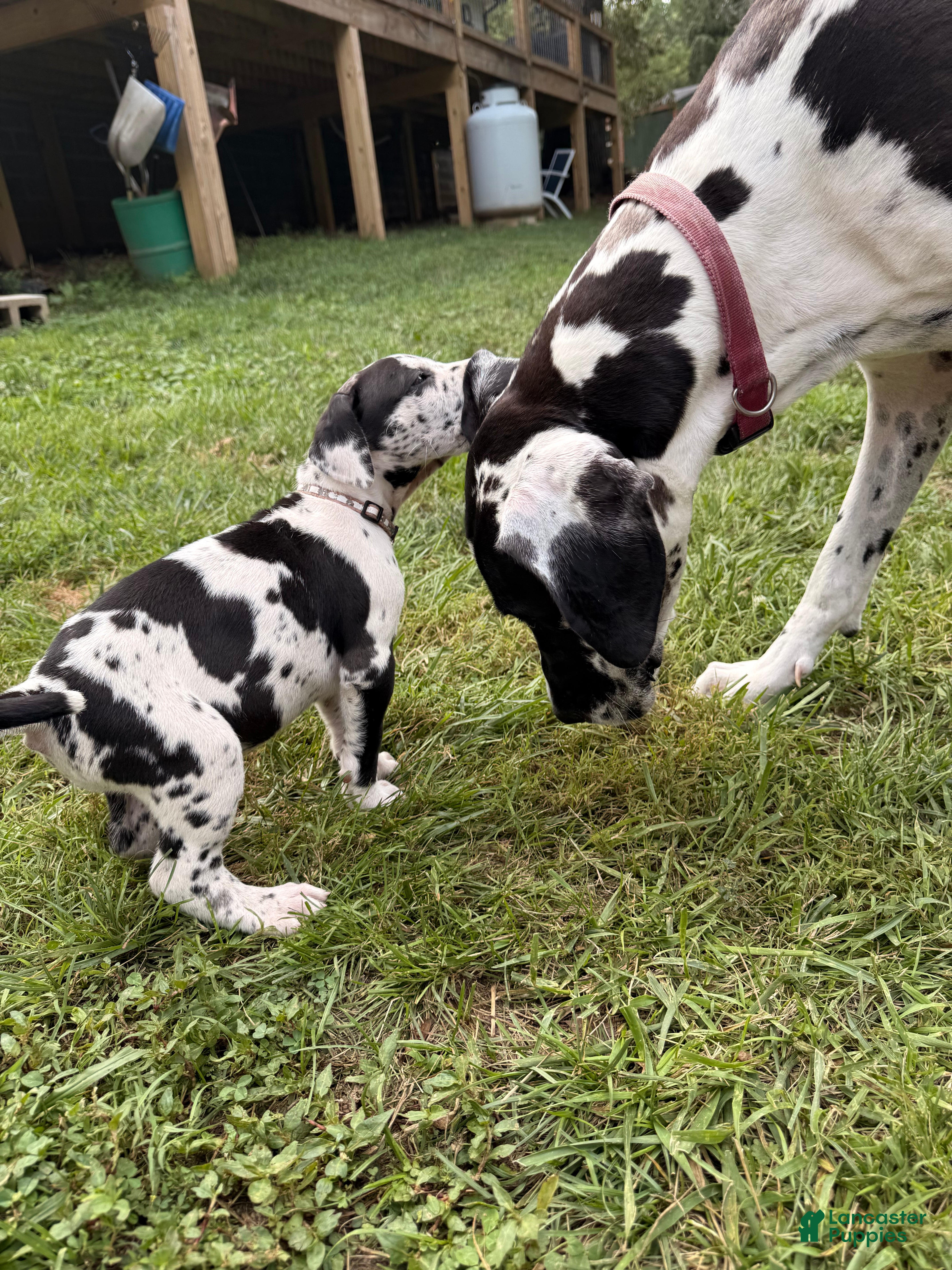 Great Dane dogs Pat Benatar - Ad 1