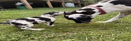 Great Dane dogs for sale: Pat Benatar - Ad 2