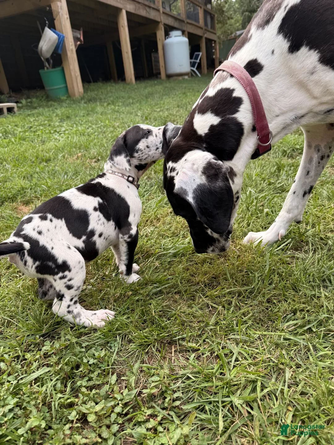 Great Dane dogs for sale: Pat Benatar - Ad 2