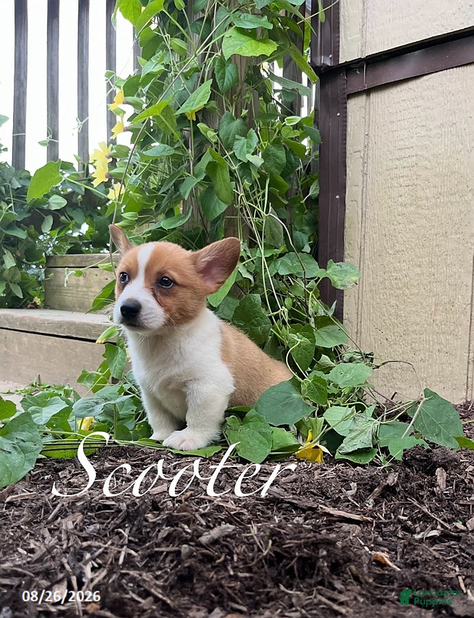 Welsh Corgi Pembroke dogs Scooter - Ad 2