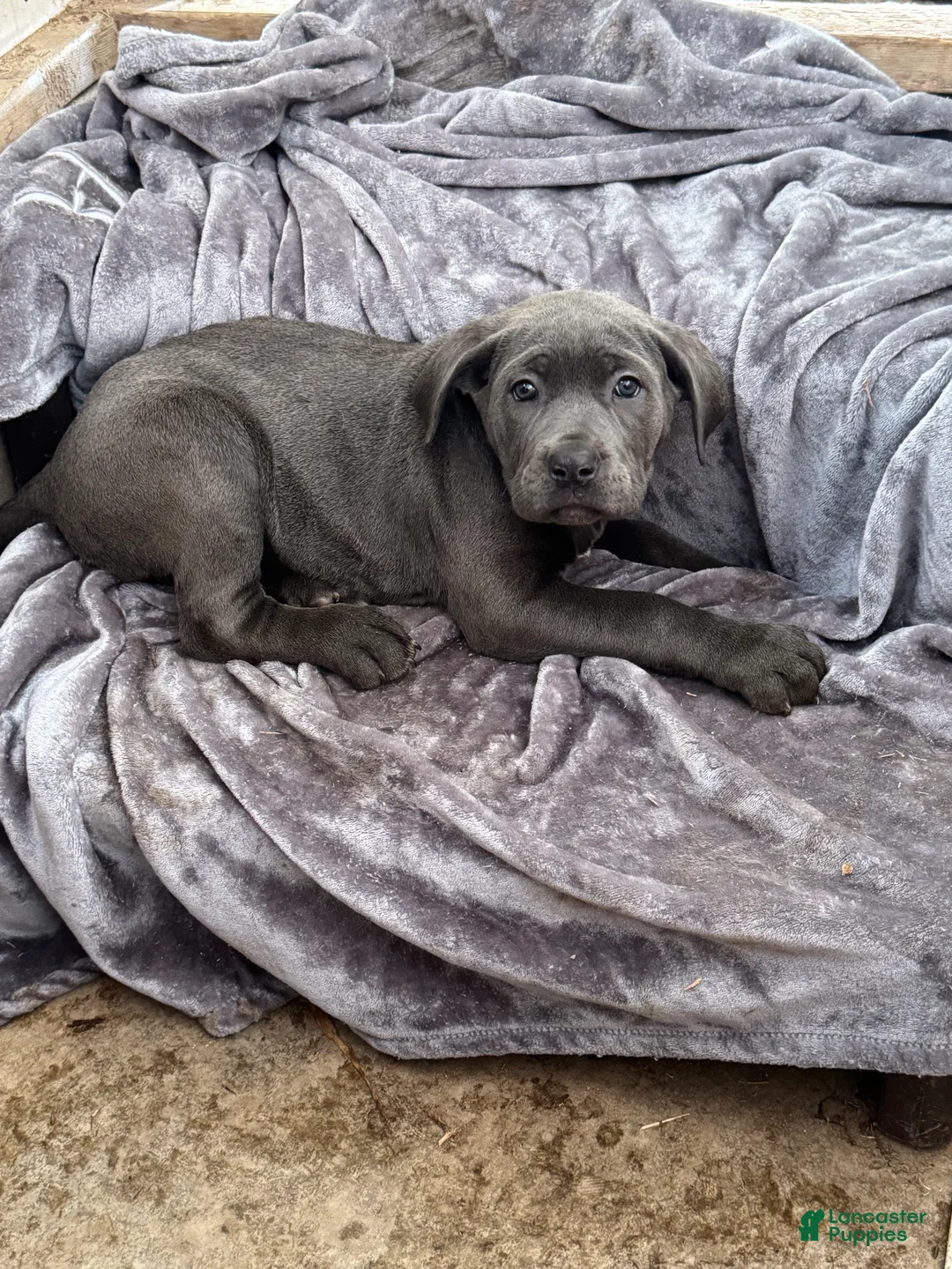 Cane Corso dogs for sale: Minion  - Ad 3