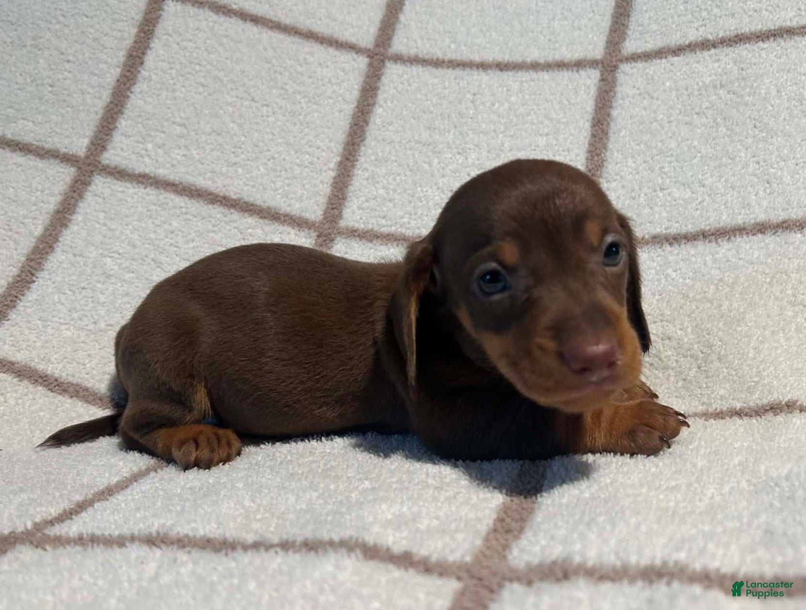 Miniature Dachshund dogs AKC Wayne delivery available  - Ad 2