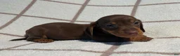 Miniature Dachshund dogs for sale: AKC Wayne delivery available  - Ad 2