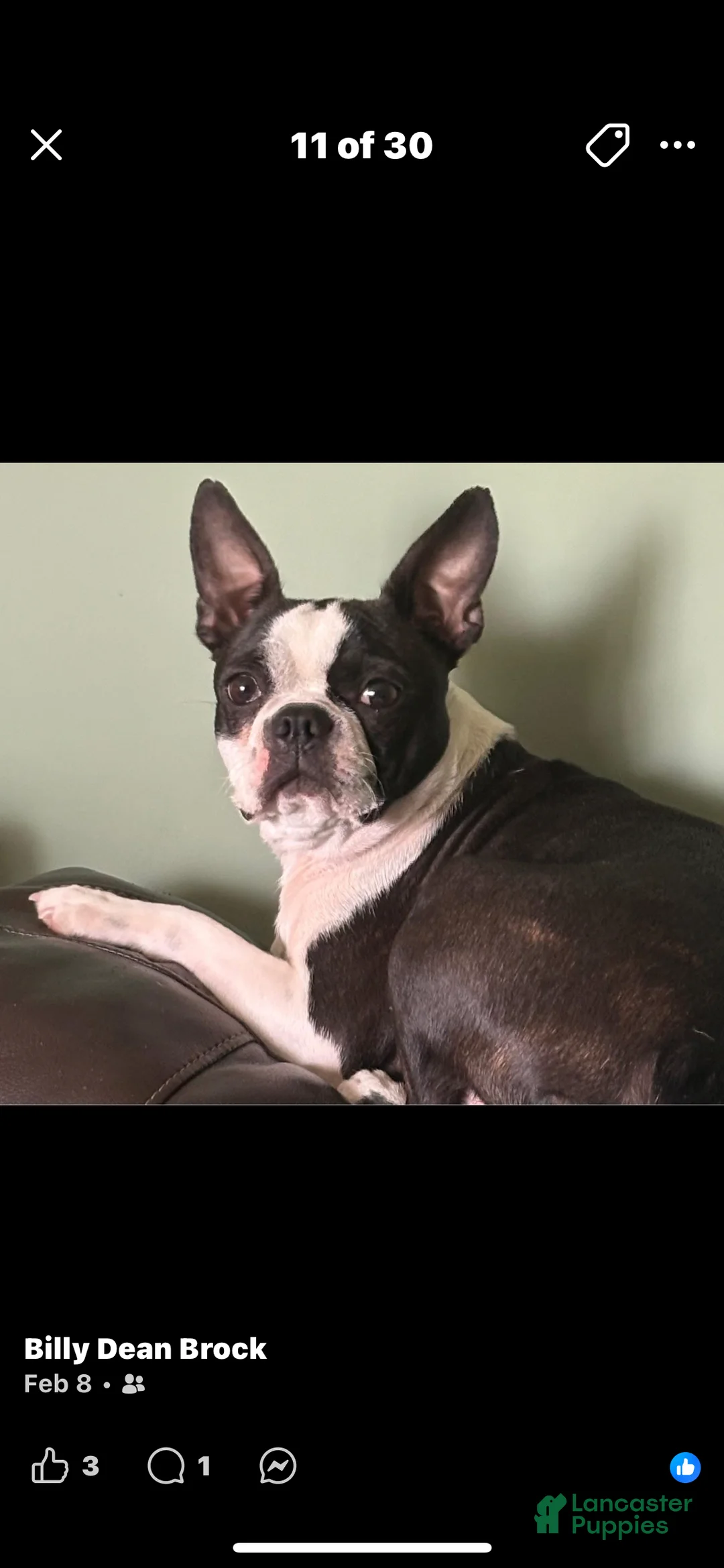 Boston Terrier dogs for sale: Boston Terrier Puppy 2 - Ad 3