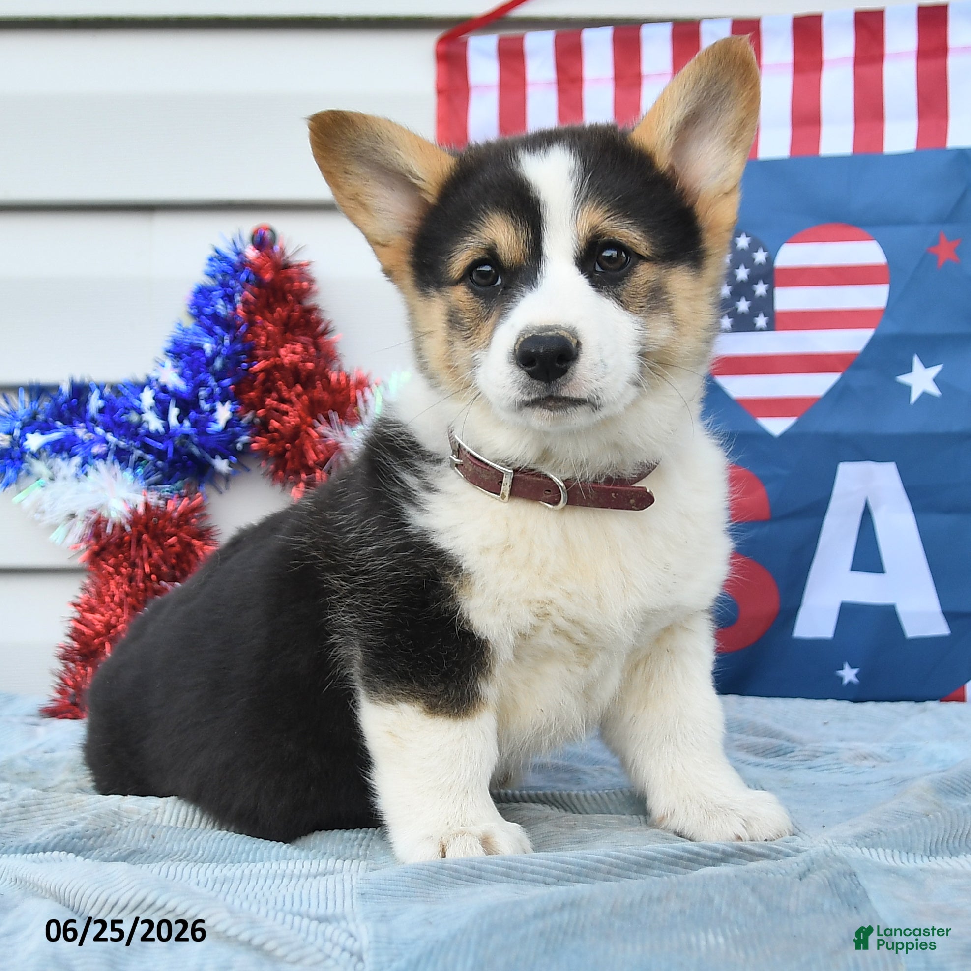 Welsh Corgi Pembroke dogs Thomas Jefferson - Ad 1