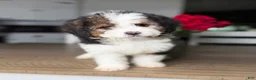 Mini Bernedoodle dogs for sale: Daffodil - Ad 2
