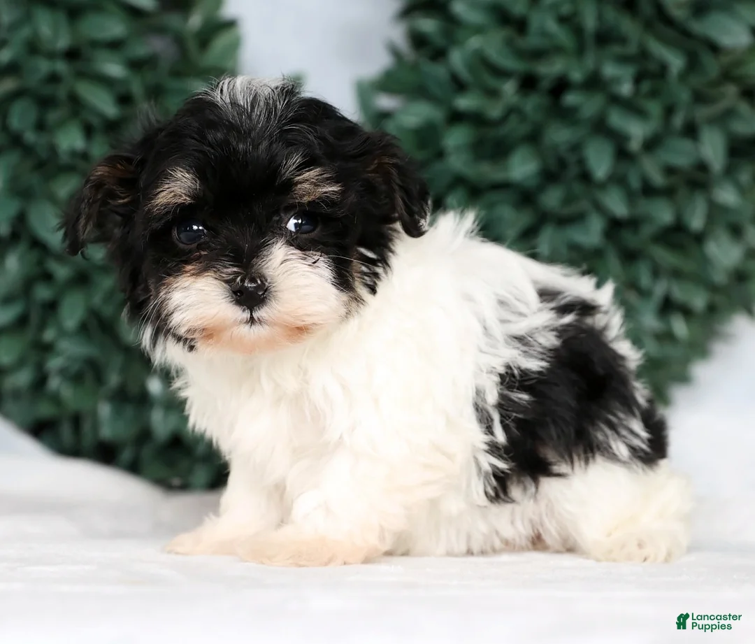 Havapoo dogs for sale: Jenna - Ad 2