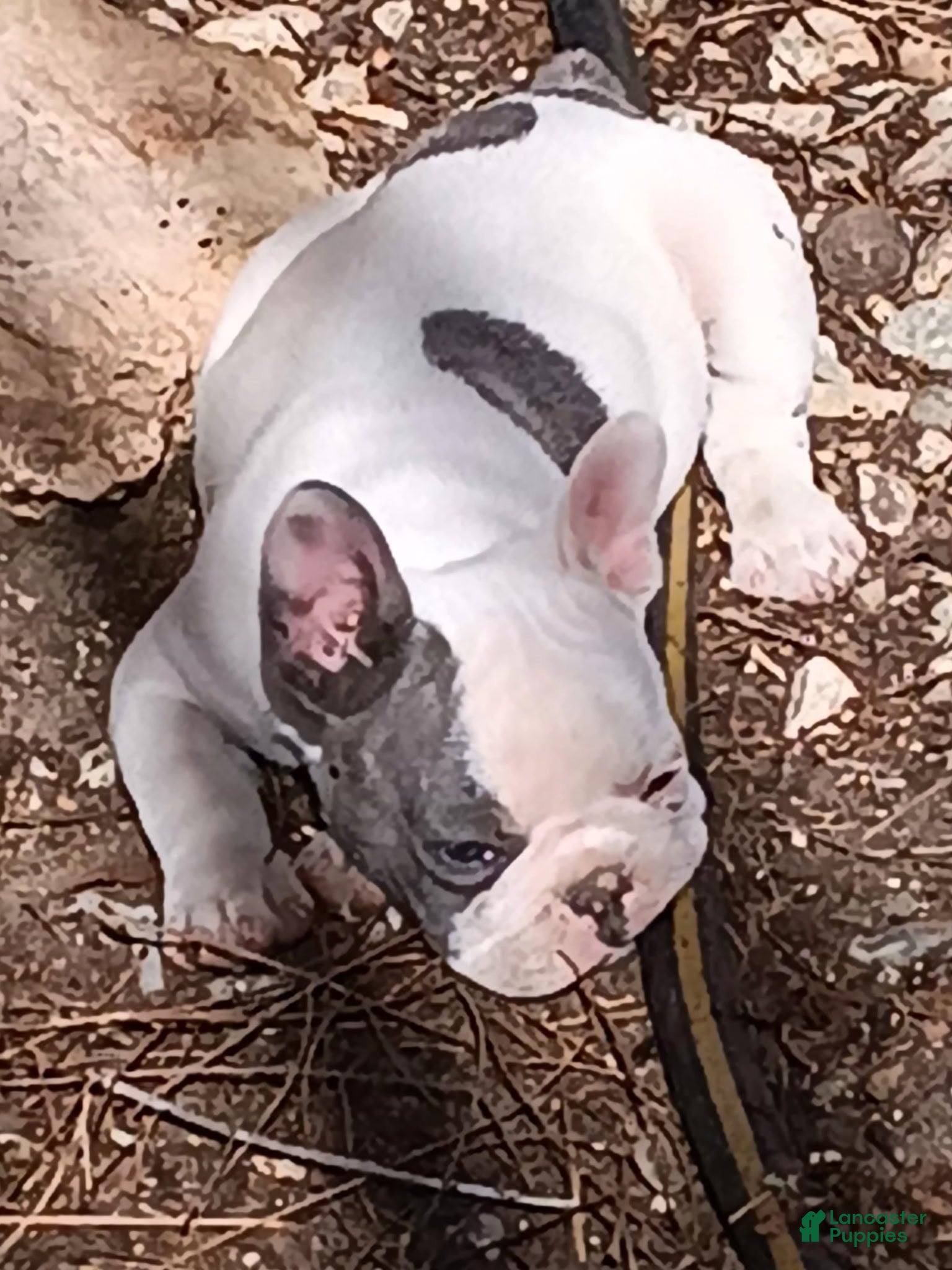 English Bulldog dogs English Bulldog Puppy 2 - Ad 3