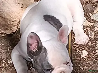 English Bulldog dogs English Bulldog Puppy 2 - Ad 3