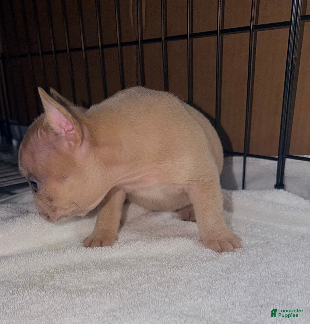 French Bulldog dogs for sale: Mini - Ad 4