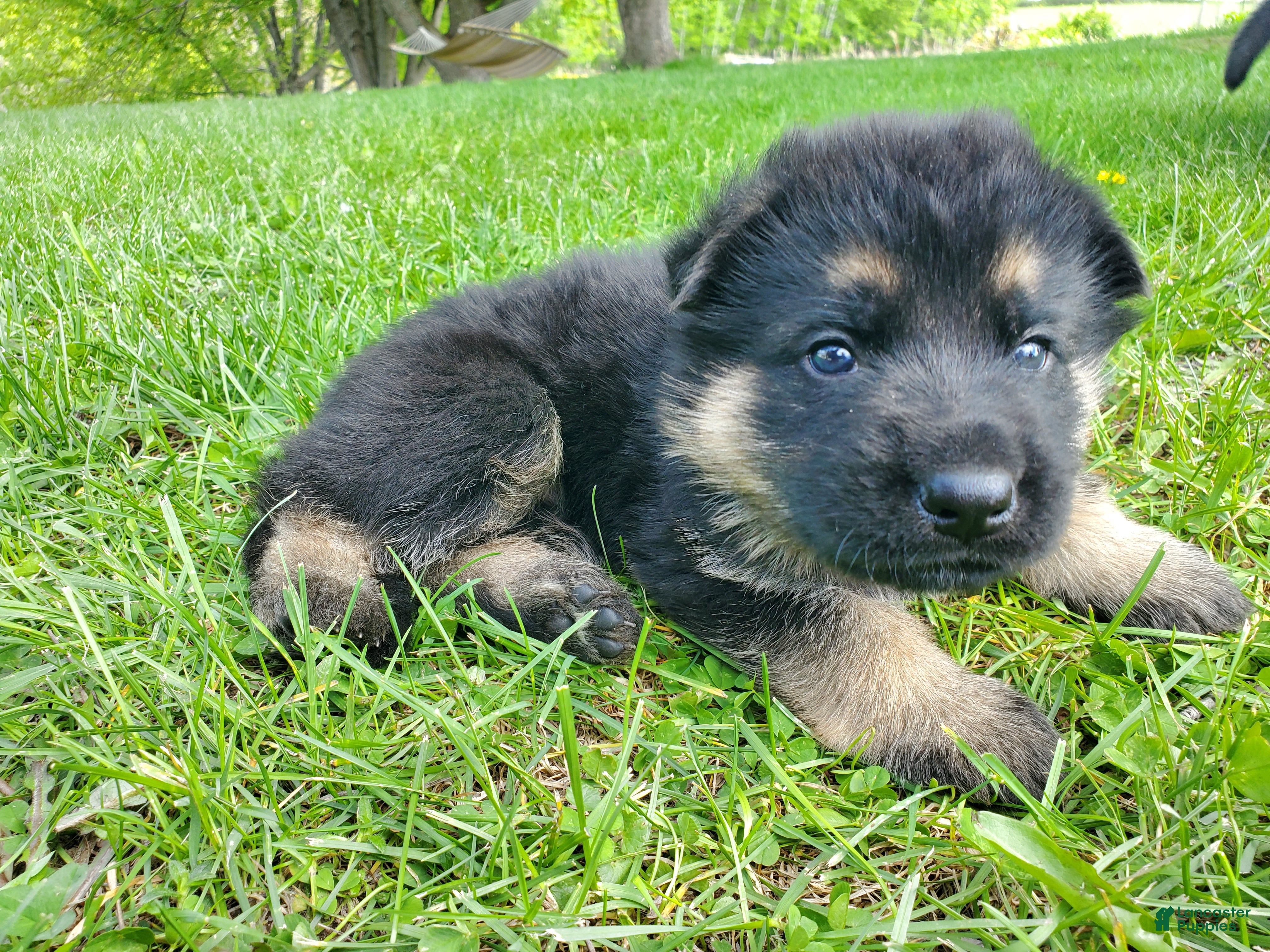 German Shepherd dogs Bravo - Ad 8