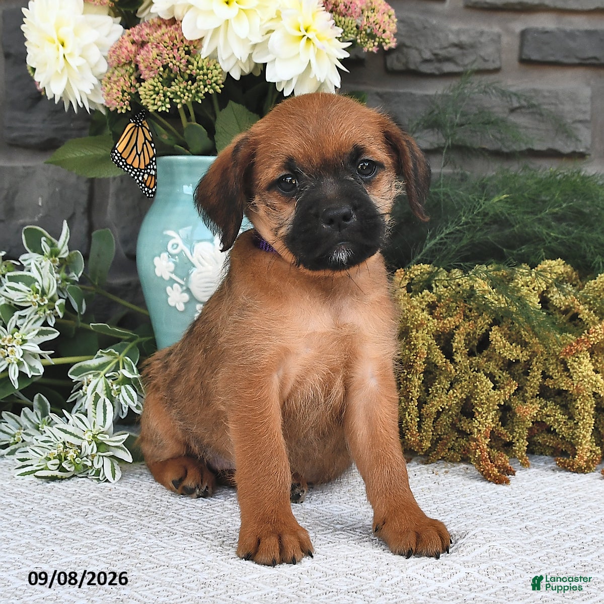 Mixed Breed dogs Trixie  - Ad 2
