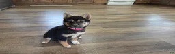 Shiba Inu dogs for sale: Stella - Ad 3