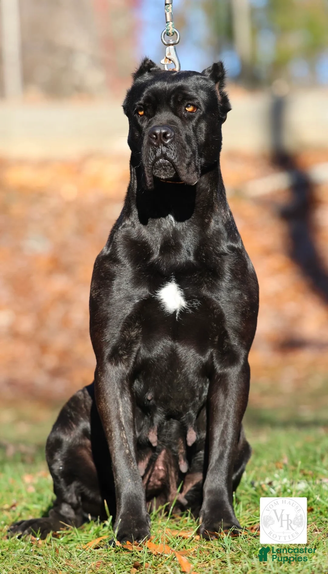 Cane Corso dogs for sale: Ophelia  - Ad 5